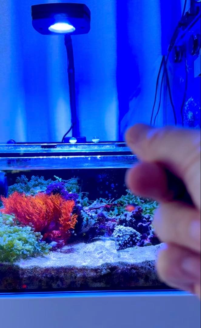 AI PRIME HD（プライムＨＤ）ブラック 水槽用ＬＥＤライト