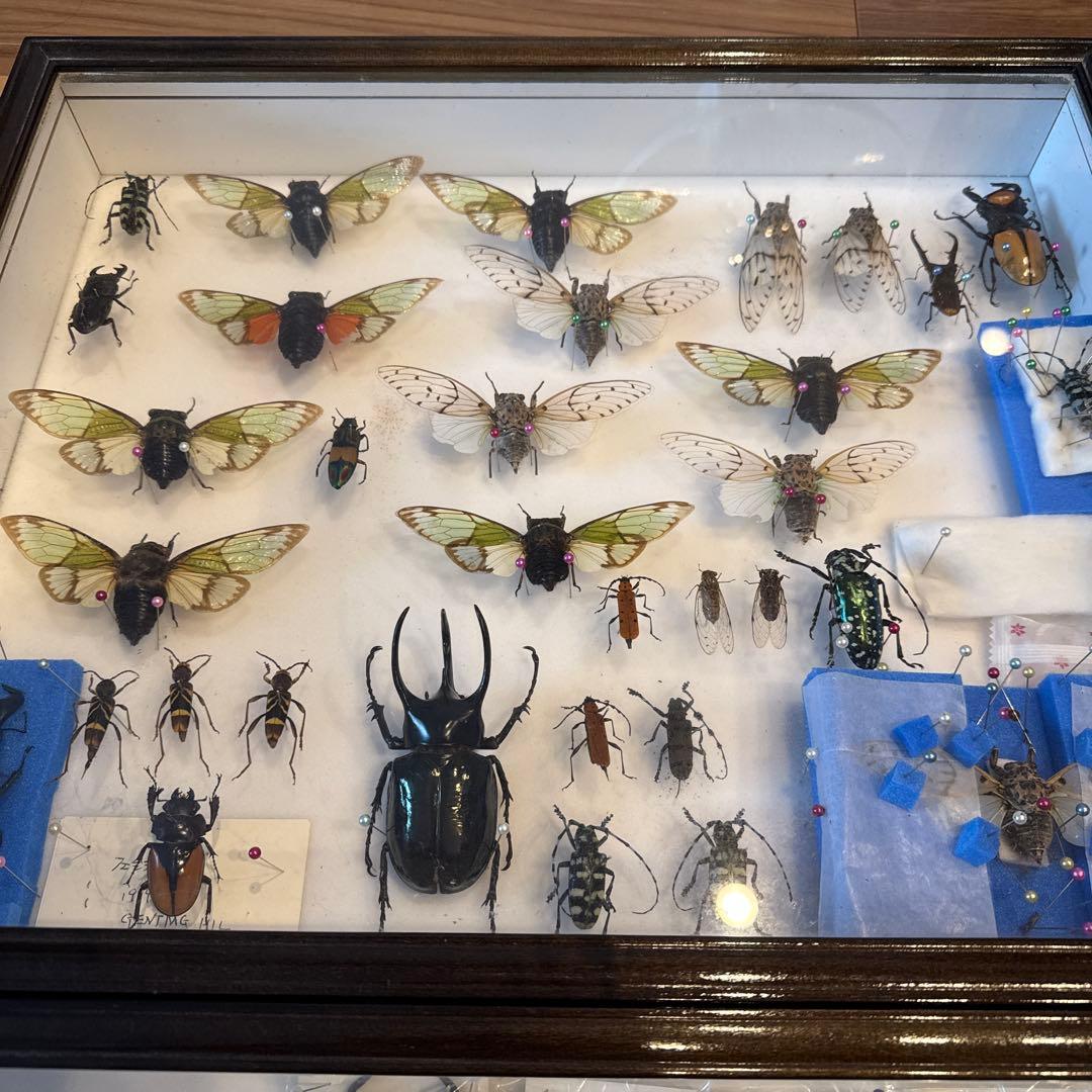 【引取限定】クワガタ&蝉その他標本箱2個セット