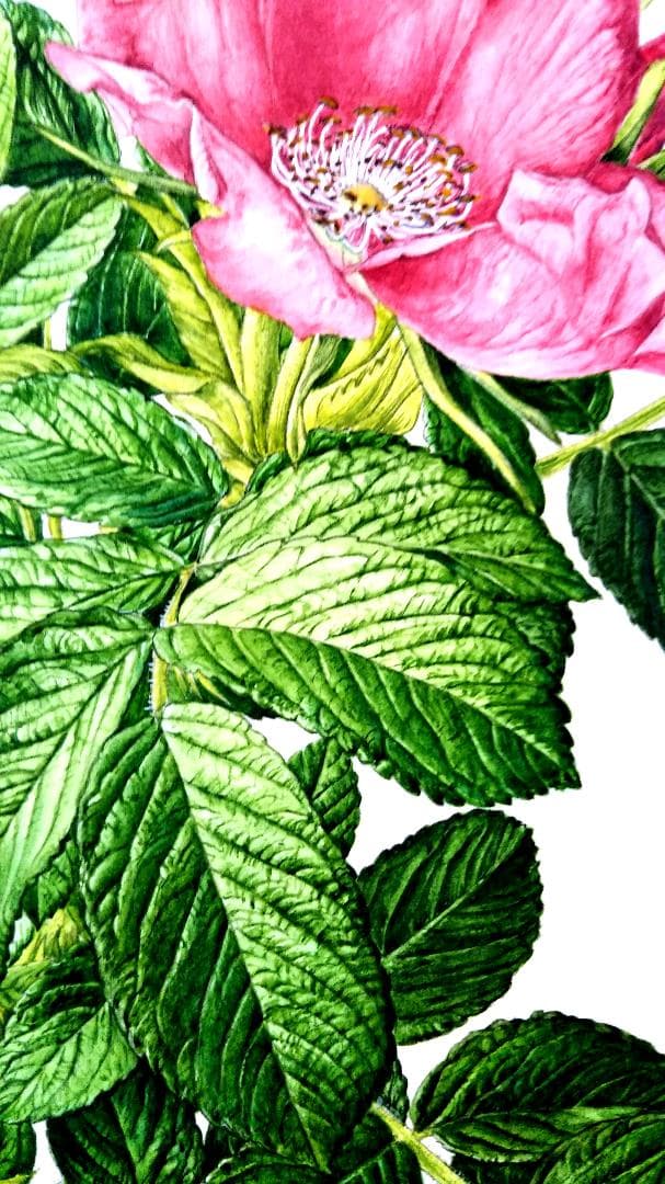 110000円値引き!・超細密肉筆植物画ハマナス(浜梨)