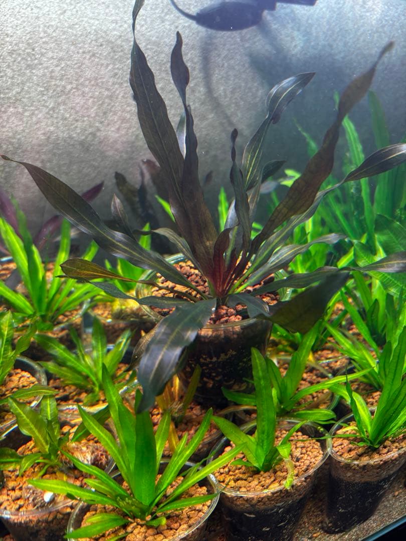 エキノドルス　ホレマニー　スーパーレッド