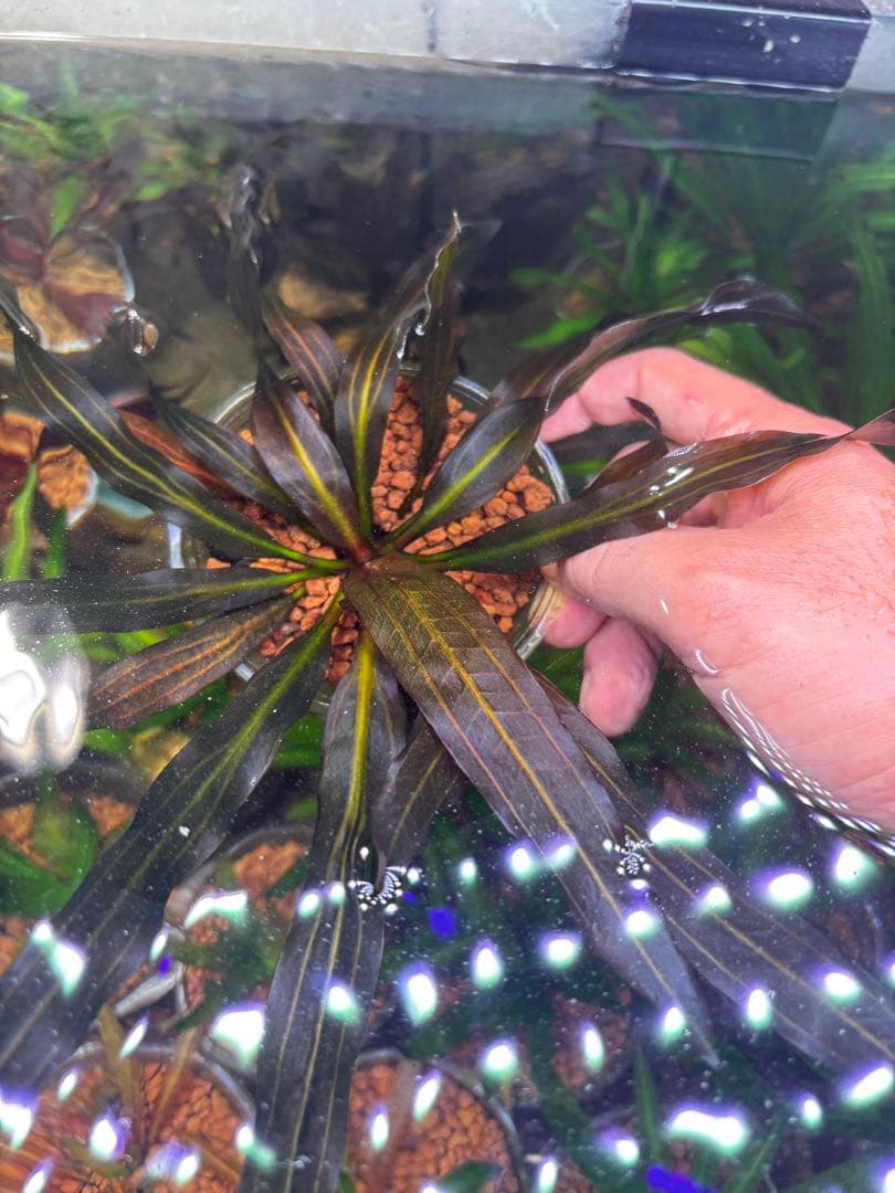 エキノドルス　ホレマニー　スーパーレッド