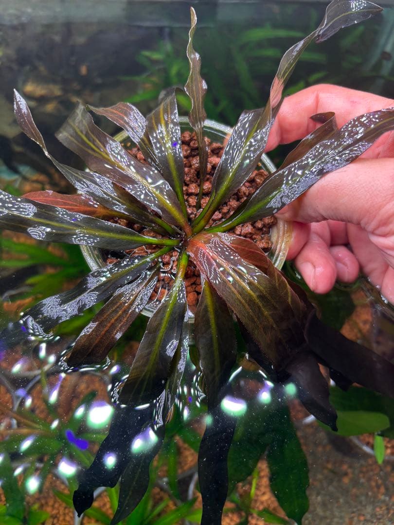 エキノドルス　ホレマニー　スーパーレッド