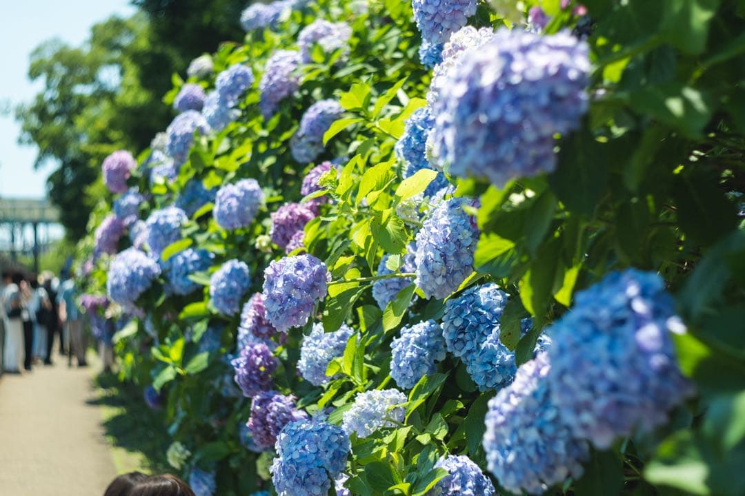 レンズ(単焦点) Meyer Optik Gorlitz Oreston 50mm f1.8