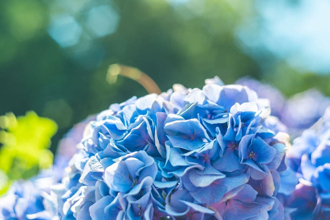 レンズ(単焦点) Meyer Optik Gorlitz Oreston 50mm f1.8