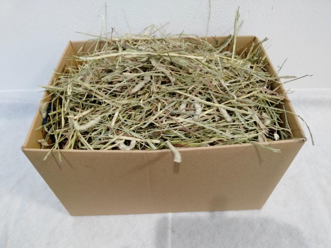 (2/9まで) カナダ産 チモシー 40kg スーパープレミアム １番刈