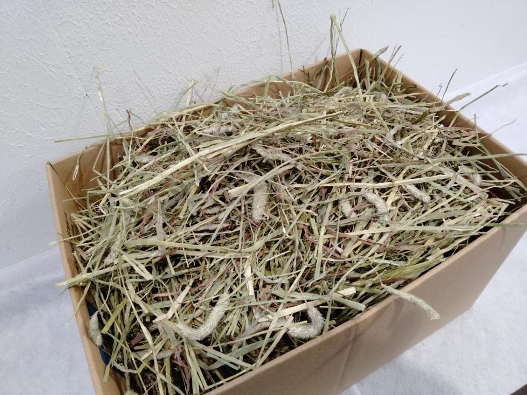 (2/9まで) カナダ産 チモシー 40kg スーパープレミアム １番刈