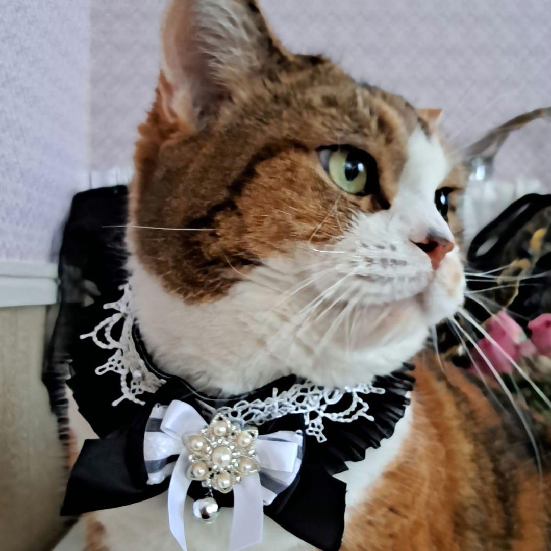 短毛ちゃんにも♥️中世ヨーロッパ風チョーカー(⑤)わんちゃん猫ちゃん用