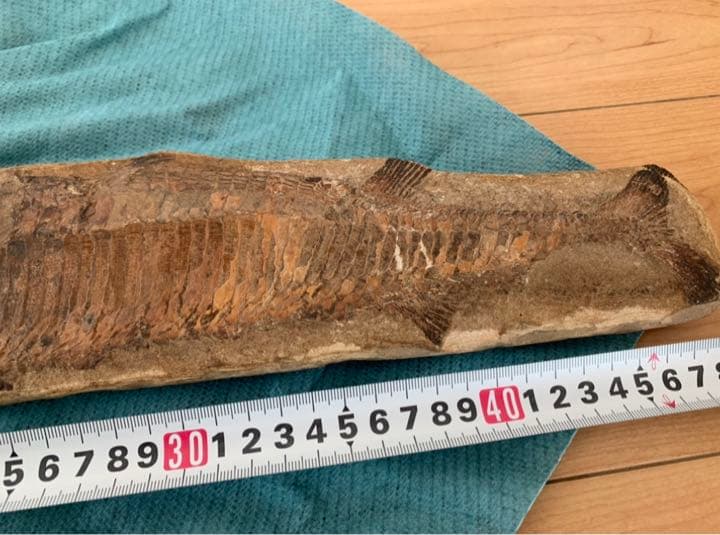古代魚 化石 ① 白亜紀 1億3500万年〜1億6500万年前