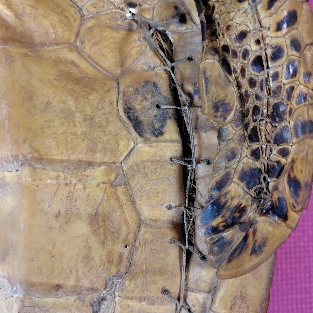 亀 　タイマイ 　剥製