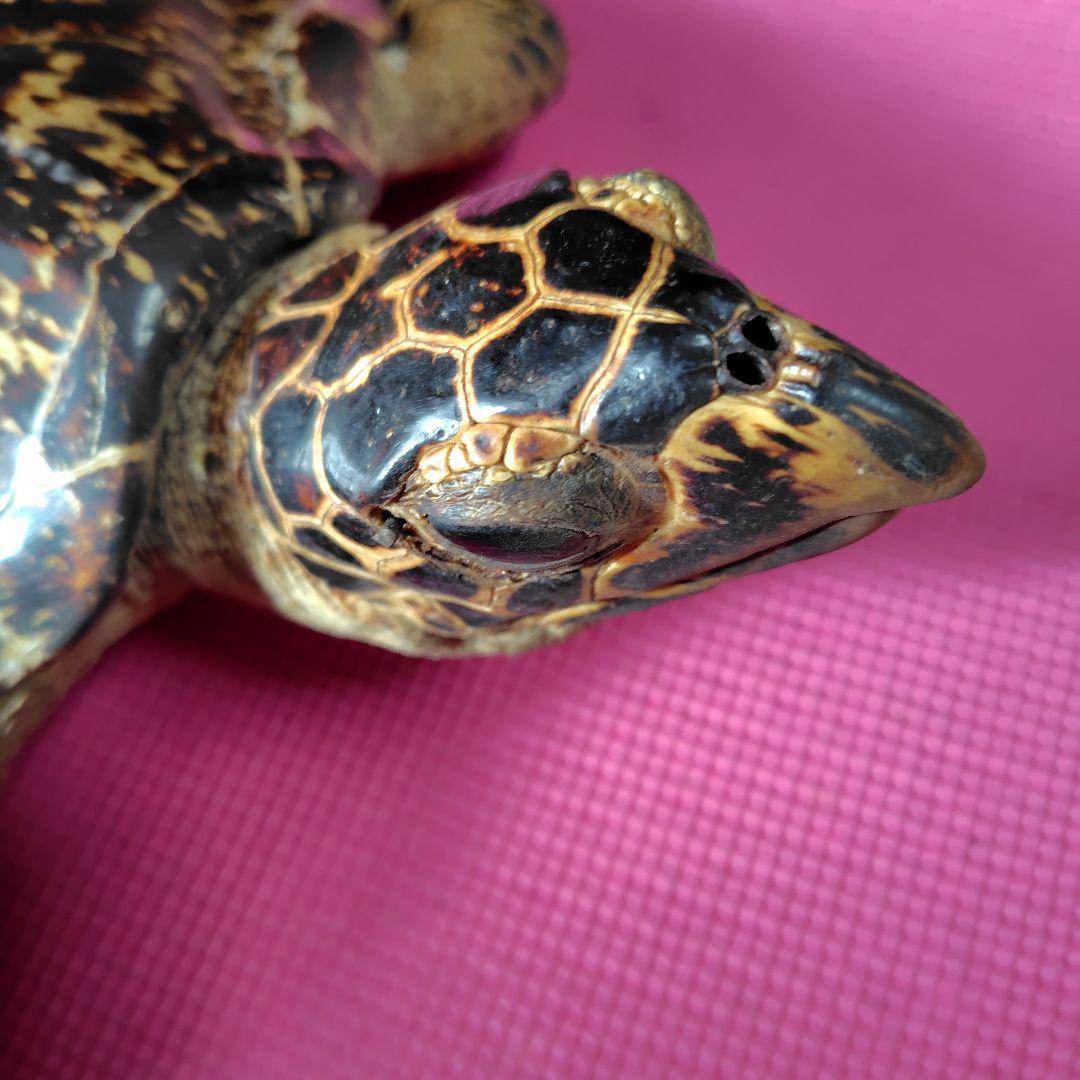 亀 　タイマイ 　剥製