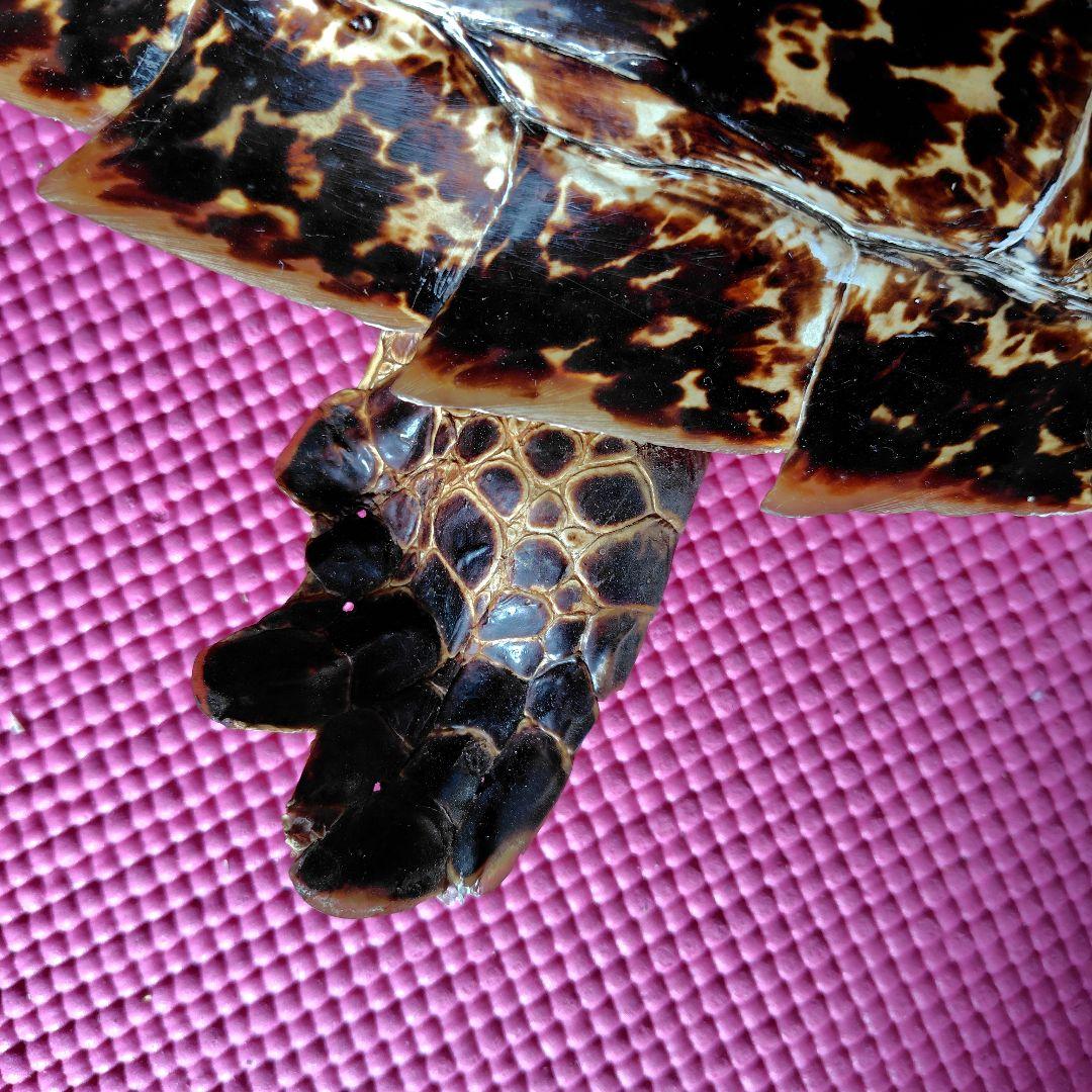 亀 　タイマイ 　剥製