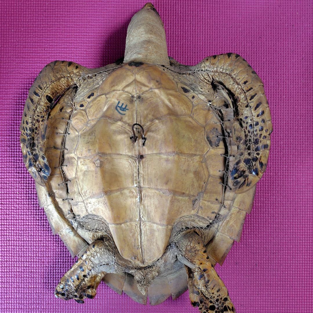 亀 　タイマイ 　剥製