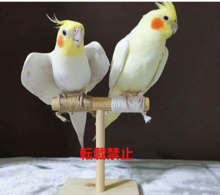 G68　止まり木　Tパーチ　☆　スタンド　バードトイ　フォージングトイ