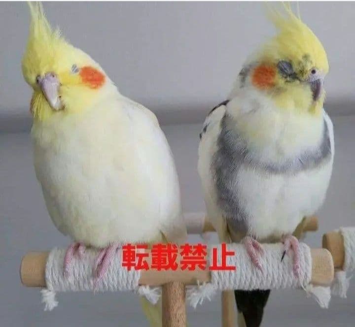 G68　止まり木　Tパーチ　☆　スタンド　バードトイ　フォージングトイ