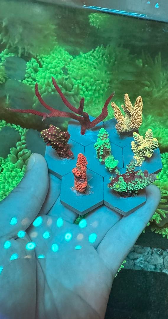 ミドリイシ ·7種類