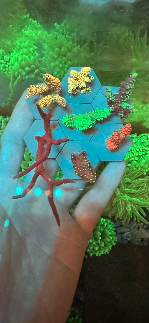 ミドリイシ ·7種類