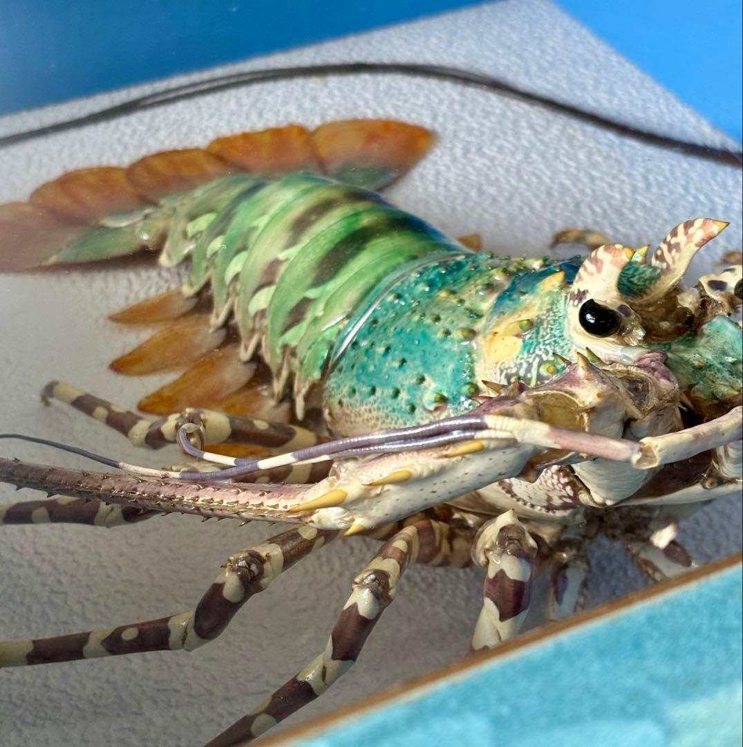 #額装標本 ニシキエビ 錦海老　伊勢海老　えび　剥製