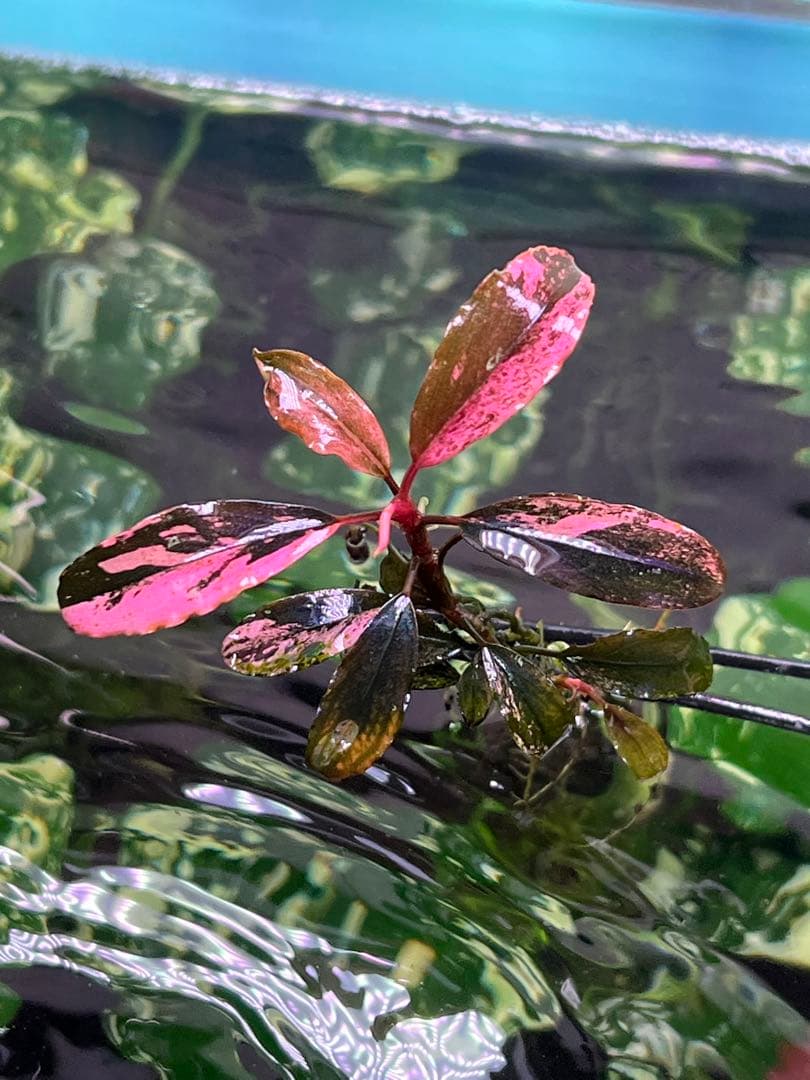 水草 Bucephalandra VarigataPink.BlackAngel