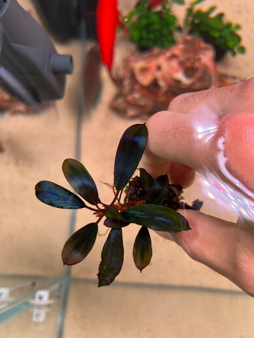 水草 Bucephalandra VarigataPink.BlackAngel