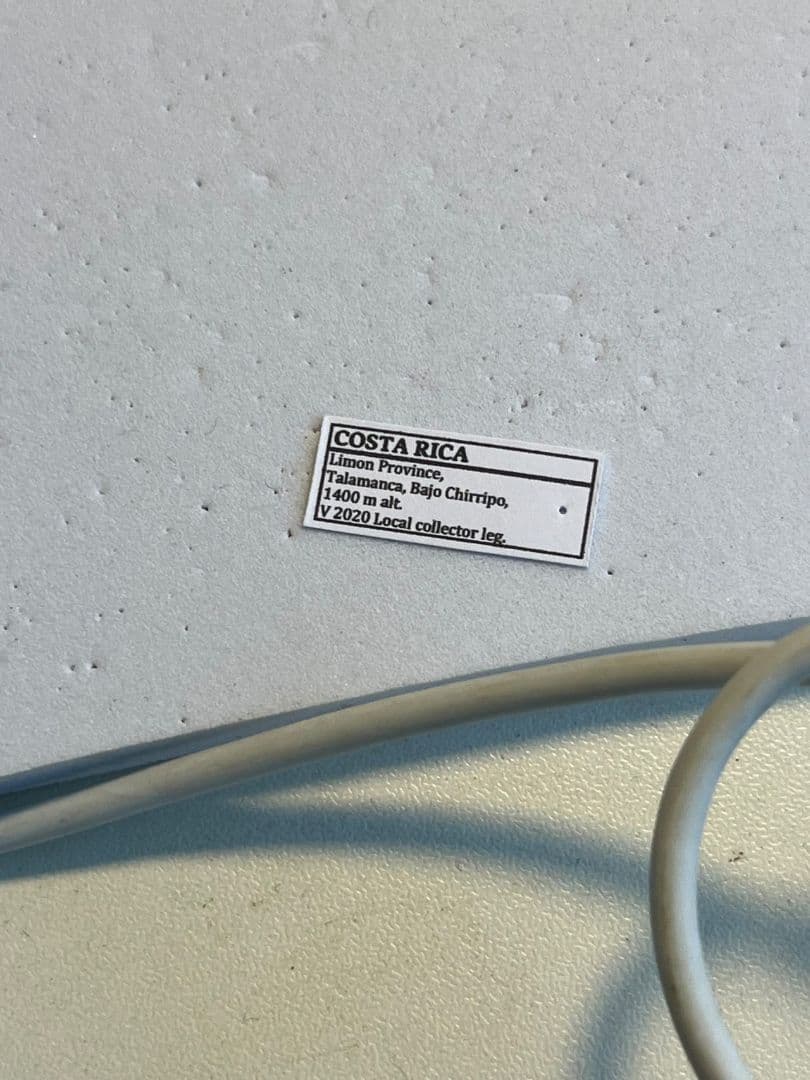 【27mm】クリサルギレアプラチナコガネ 標本カナブン ウグイスコガネ