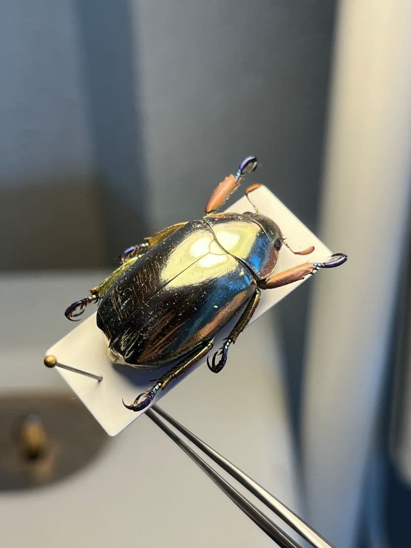 【27mm】クリサルギレアプラチナコガネ 標本カナブン ウグイスコガネ