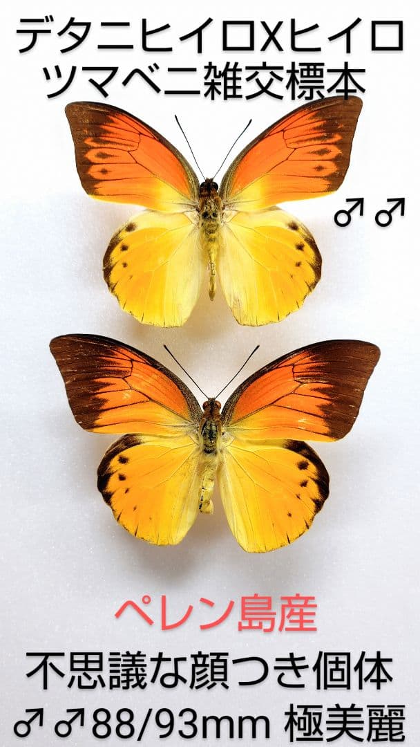 【自然雑交種】デタニヒイロXヒイロツマベニ♂♂標本★ペレン島産★極美麗貴重