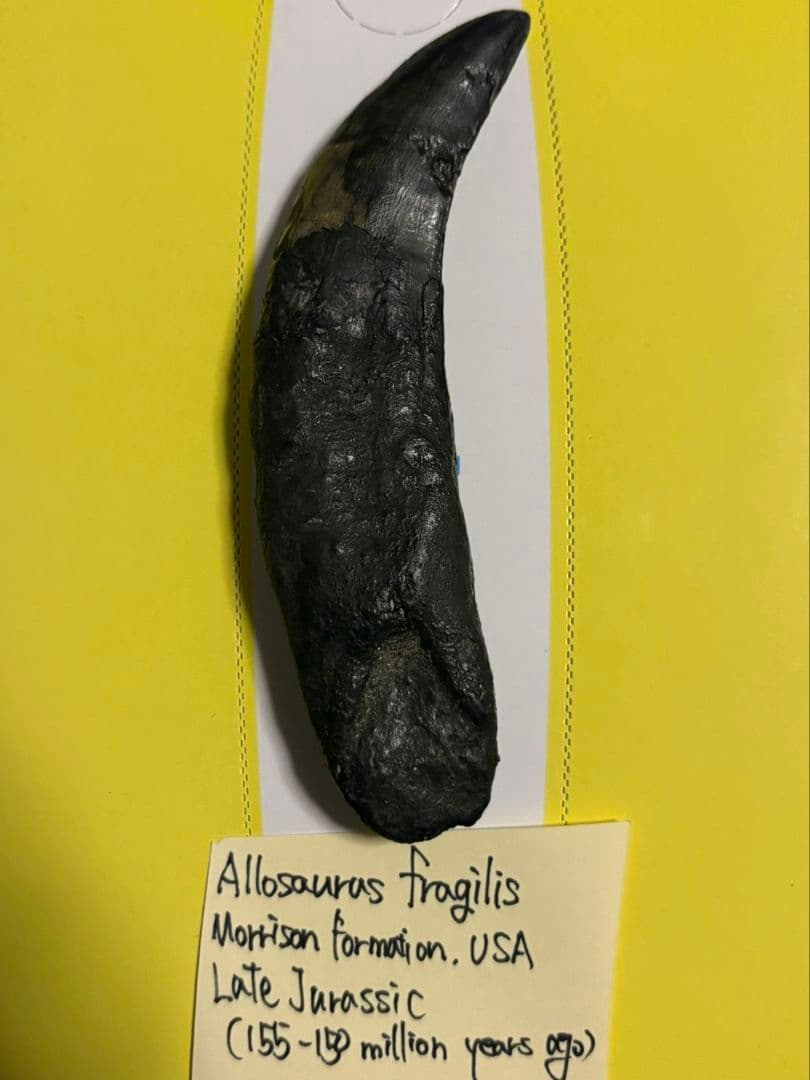 恐竜　歯　化石