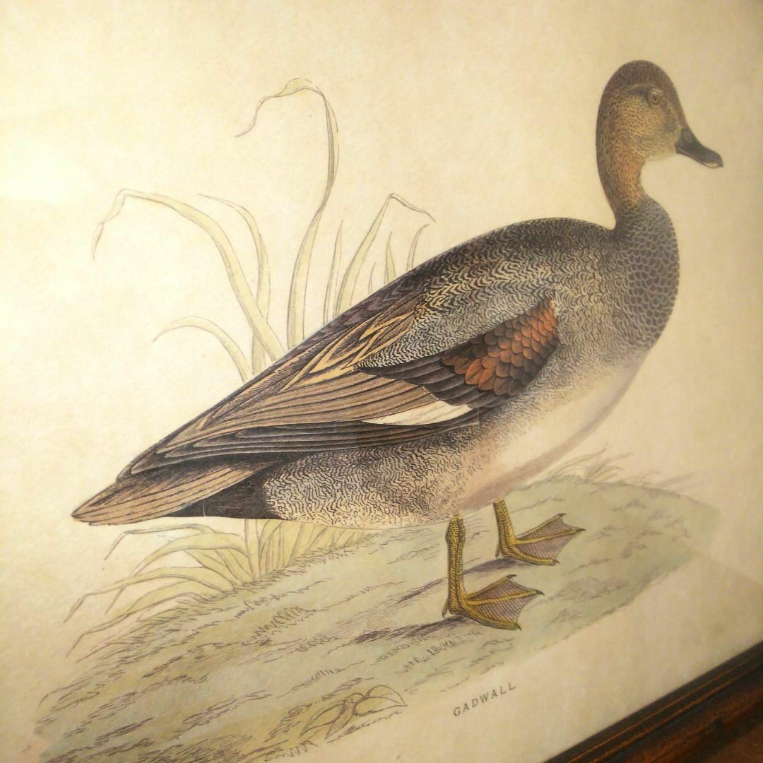 M*e様 Grafiche Tasgotti イタリアン プリント 水鳥 ４点セ