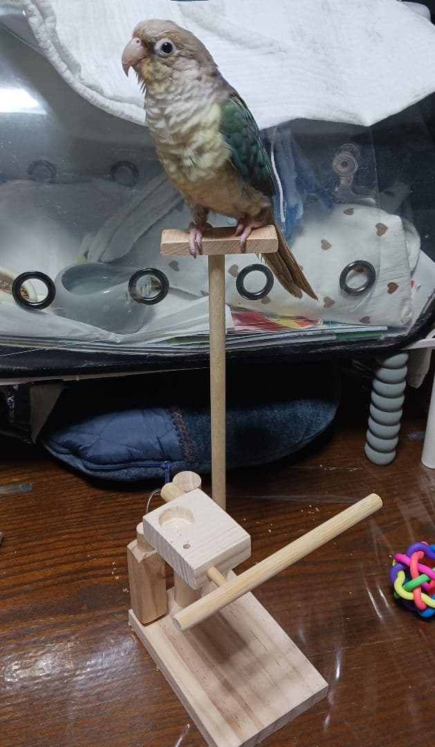 スタンドパーチ　止まり木　手持ち用　インコ