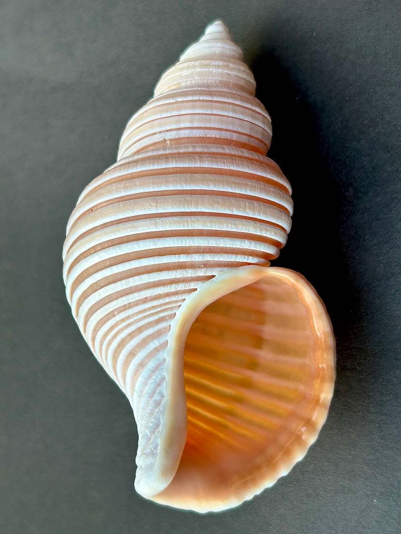 美品　貝殻の標本 ＊ ベトナムワダチバイ　珍しい貝　7.7cm