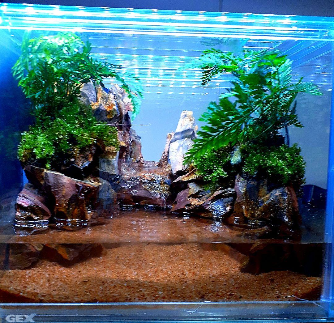 大自然 洞窟有り アクアテラリウム 完成品 GEX 小型ガラス水槽