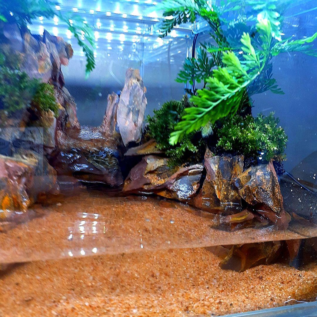 大自然 洞窟有り アクアテラリウム 完成品 GEX 小型ガラス水槽