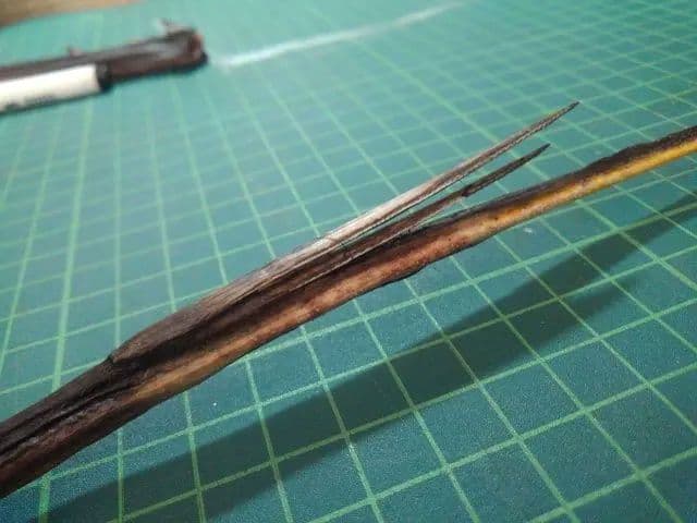 赤エイの尾　針２本付き