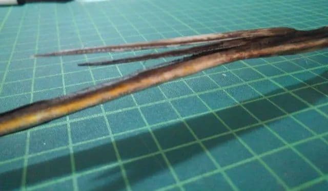 赤エイの尾　針２本付き