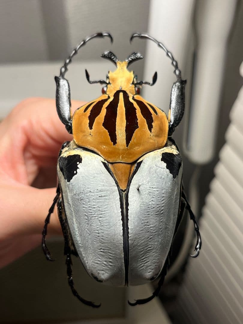 【極BIG】カタモンゴライアスオオツノハナムグ 81mm程♂ Goliath標本