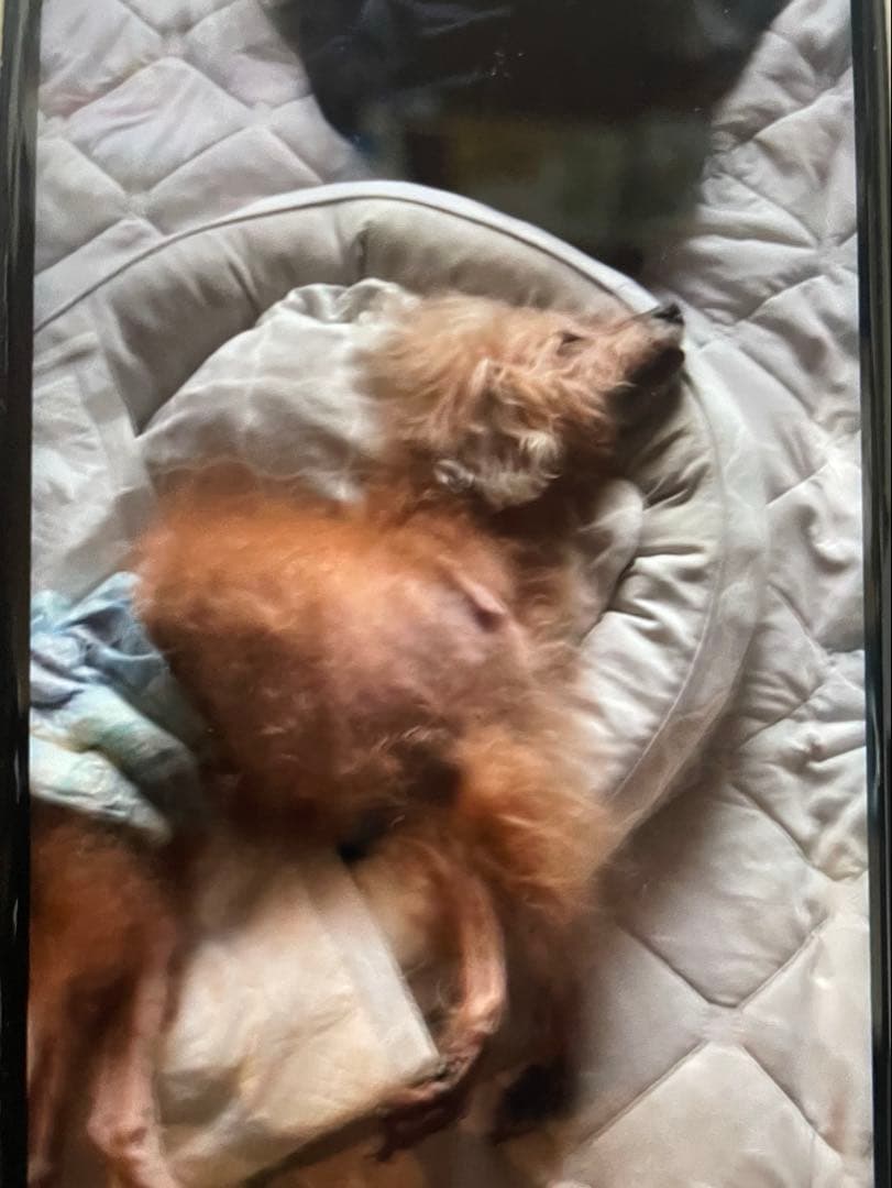 リラクッション 老犬 介護用品 カバー付き M OneAid