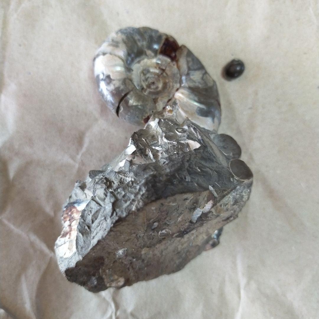 アンモナイト化石 約9cm