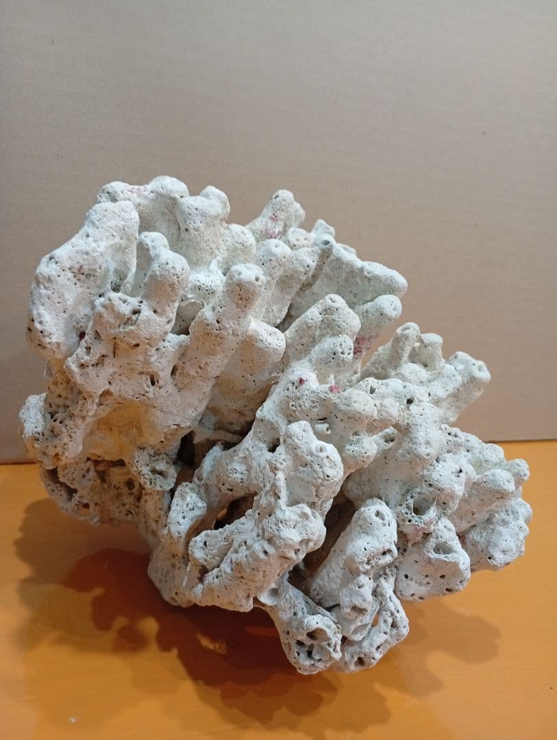 天然ライブロック　デスロック　アクアリウム　白化サンゴ　ハンドメイド