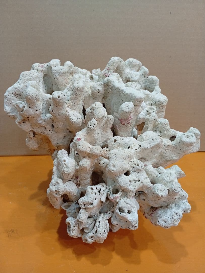 天然ライブロック　デスロック　アクアリウム　白化サンゴ　ハンドメイド