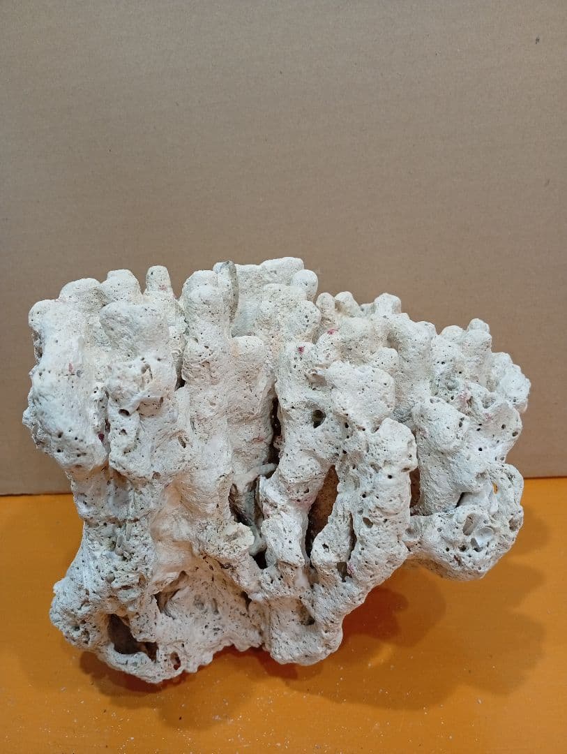 天然ライブロック　デスロック　アクアリウム　白化サンゴ　ハンドメイド