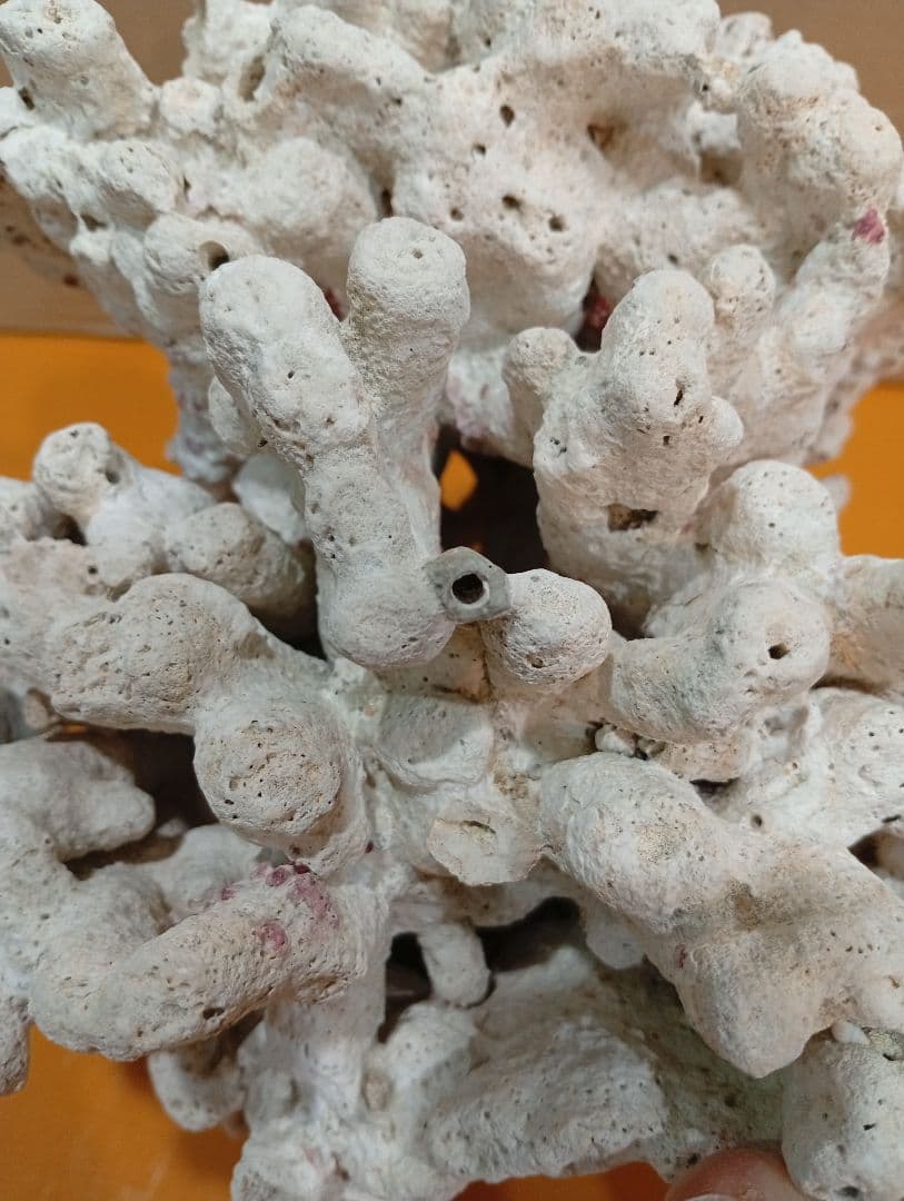 天然ライブロック　デスロック　アクアリウム　白化サンゴ　ハンドメイド