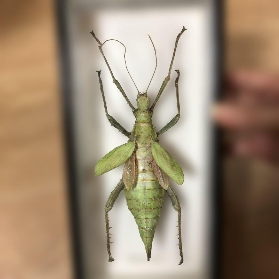 マレーオオナナフシ　昆虫標本