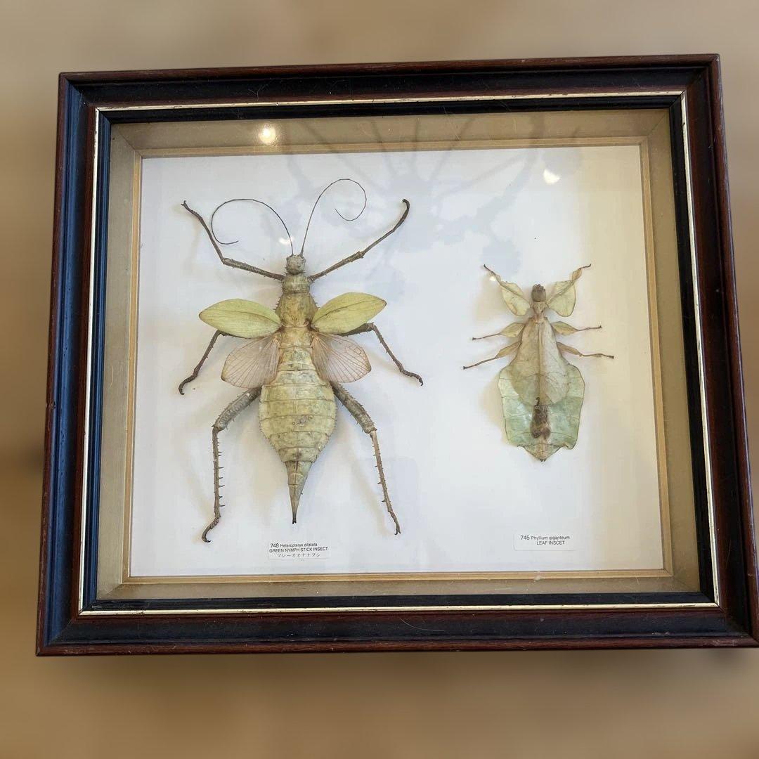 マレーシア　剥製ヴィンテージマレーオオニフシ　標本