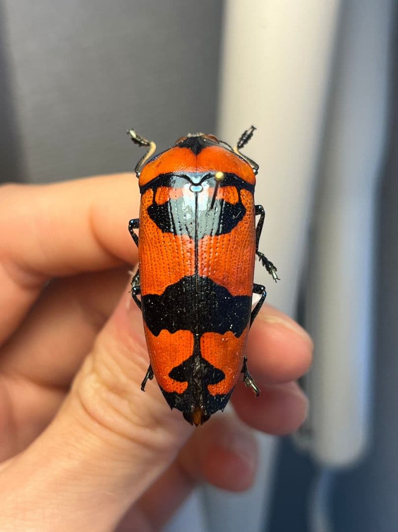 【39mm】クロモンベニオウサマムカシタマムシCalodema 標本スハンダエ