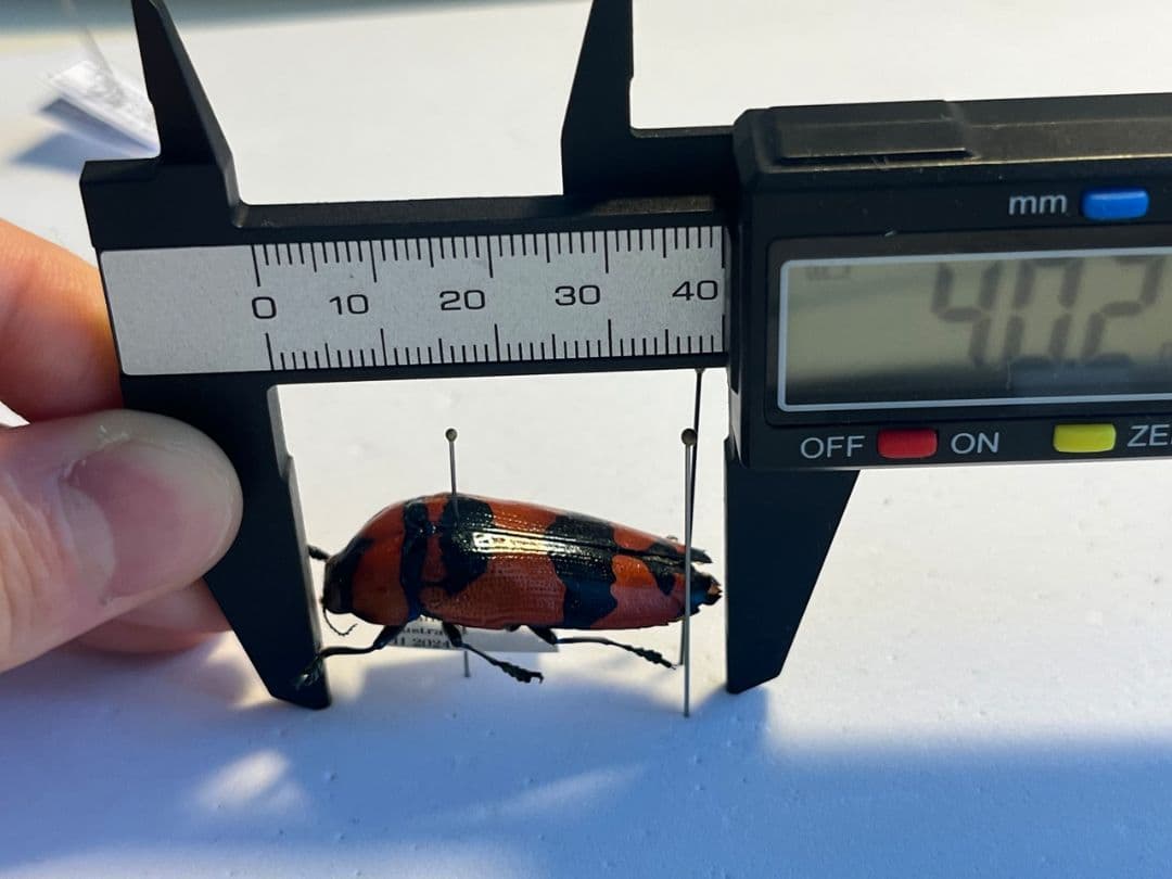 【39mm】クロモンベニオウサマムカシタマムシCalodema 標本スハンダエ