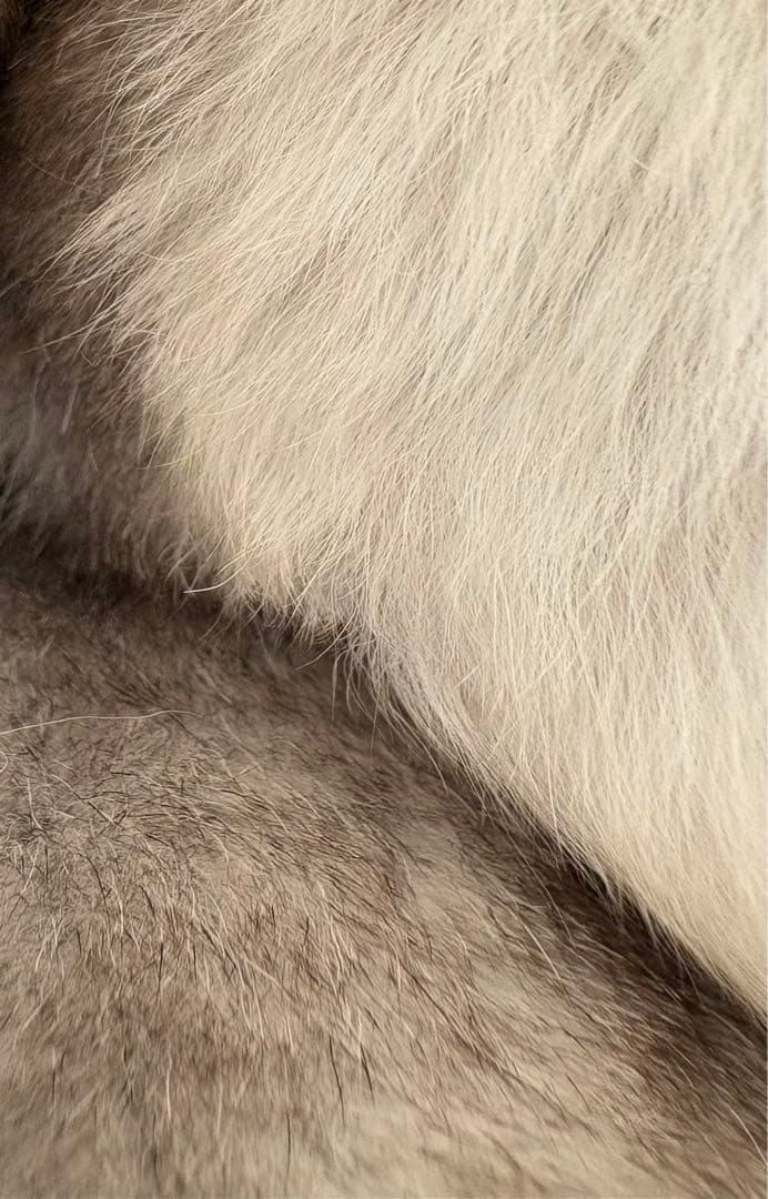 GUCCI(グッチ) コアラぬいぐるみ　シドニー限定