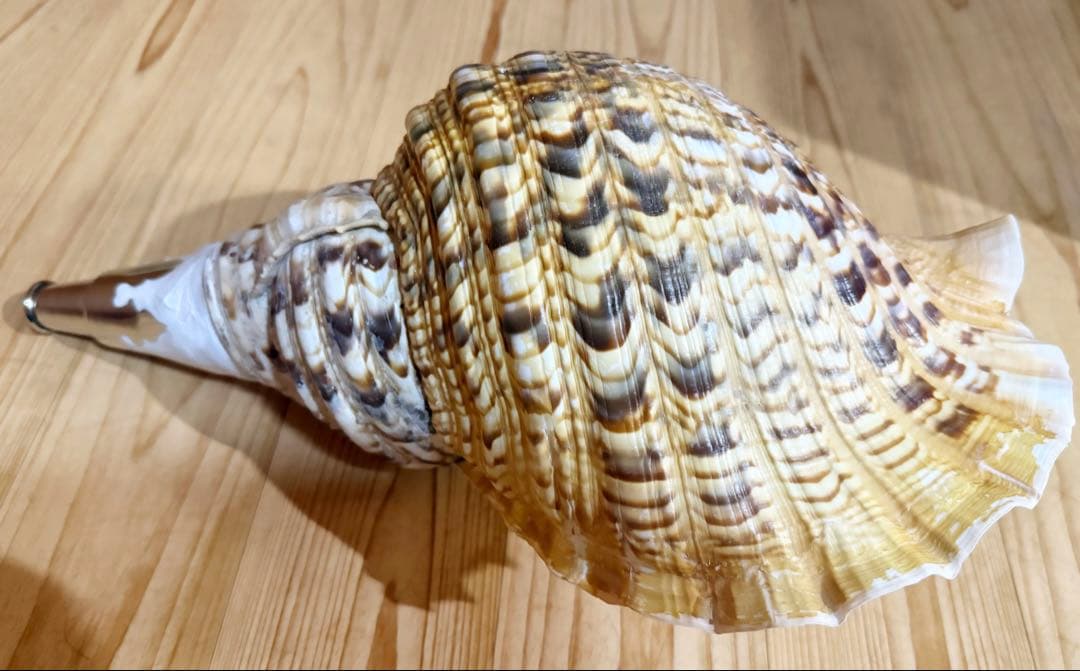 特大43㎝修験道法螺貝　山伏　密教　魔除け　熊よけ❣️ホラガイ　ほら貝