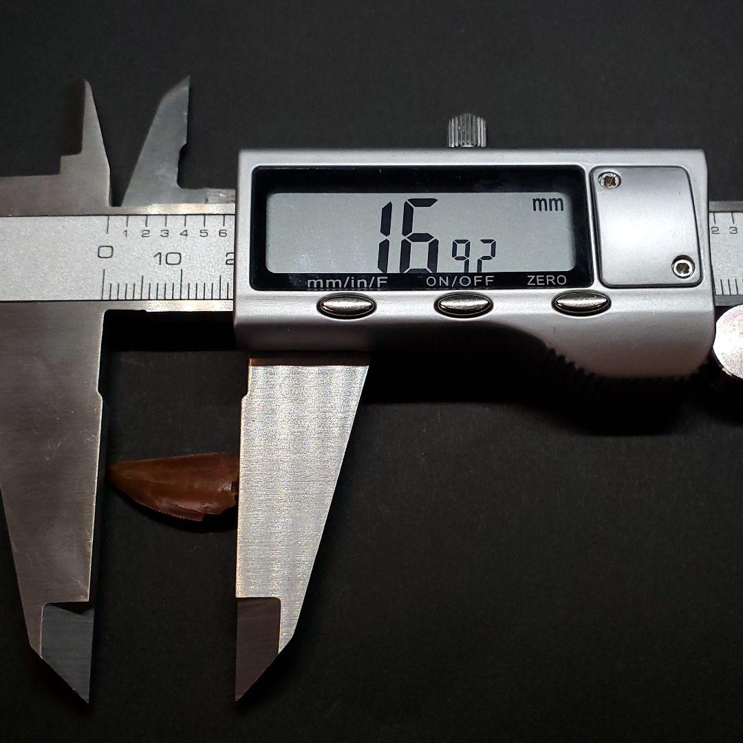 ラプトル 化石 歯 恐竜 本物 モロッコ産 16.92mm  fra30