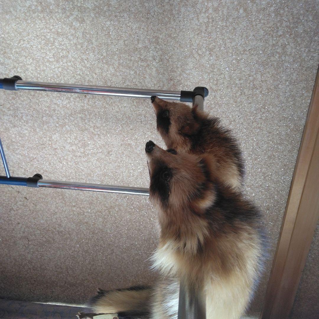 タヌキ剥製　ラクーンドック 毛皮　 小型　マフラー　リアルファー