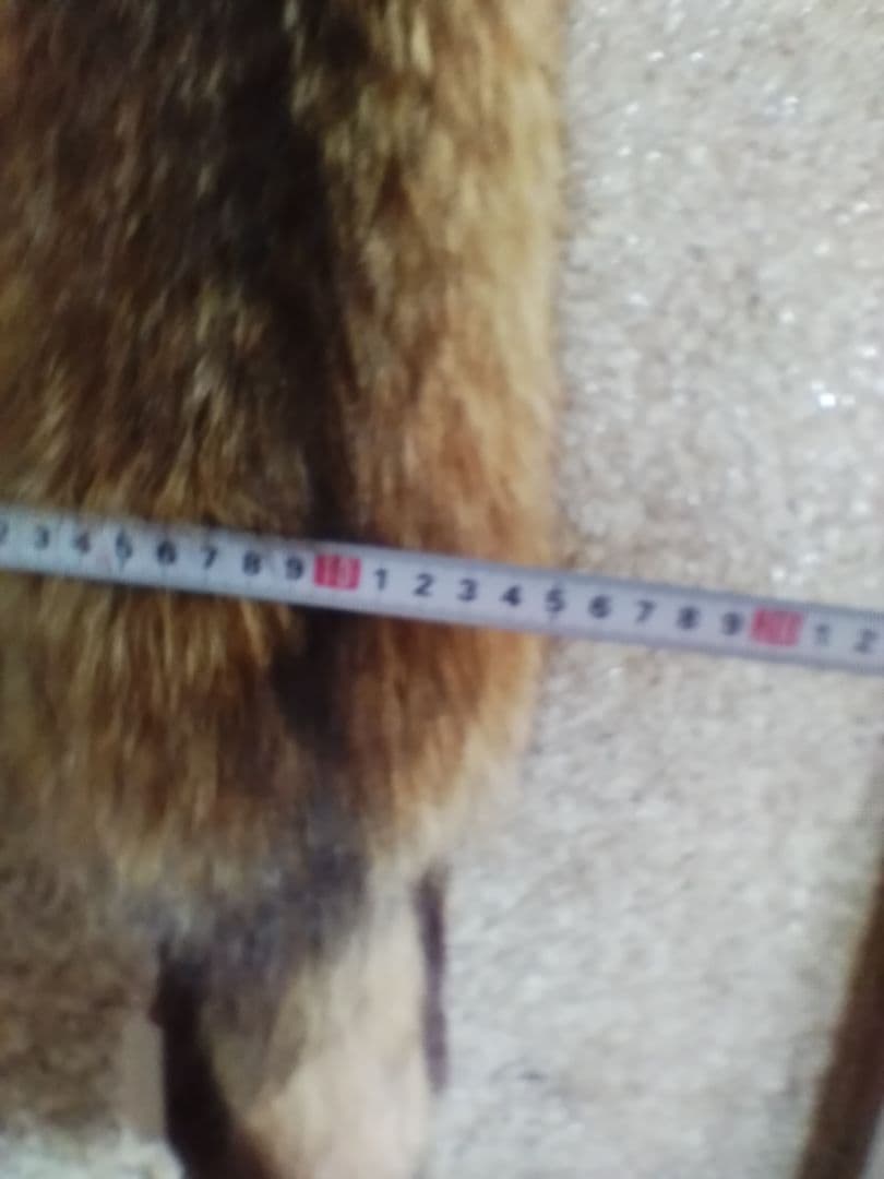 タヌキ剥製　ラクーンドック 毛皮　 小型　マフラー　リアルファー